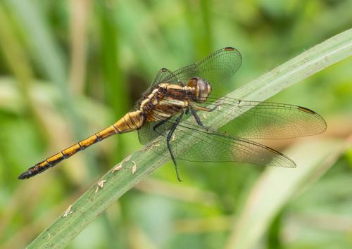 Orthetrum glaucum
